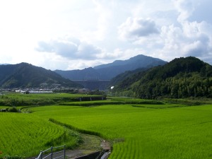 Tosacho's Sameura dam and the beautiful rice fields.